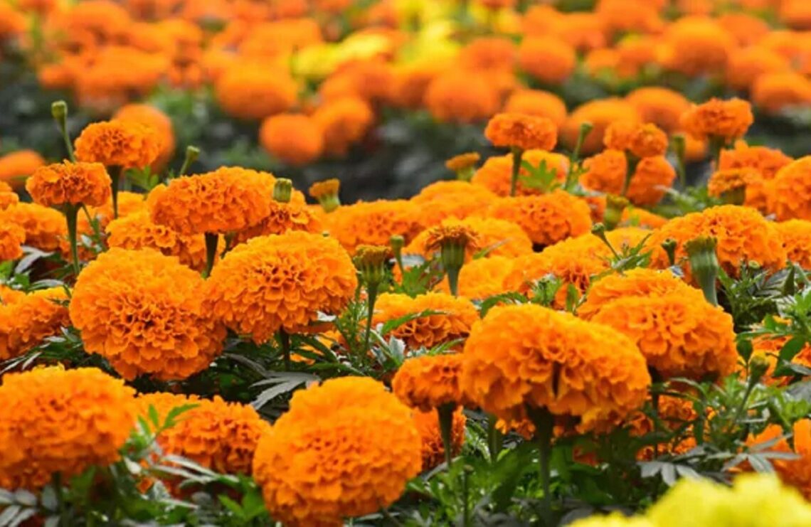 यस वर्ष फूल उत्पादनमा कमी हुने, माग बढ्यो