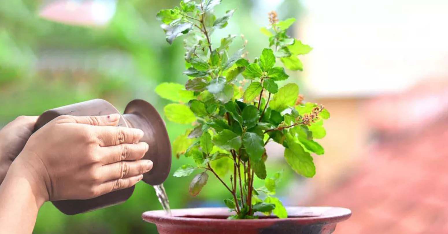 आज हरिशयनी एकादशी: तुलसीको बिरुवा सारिँदै