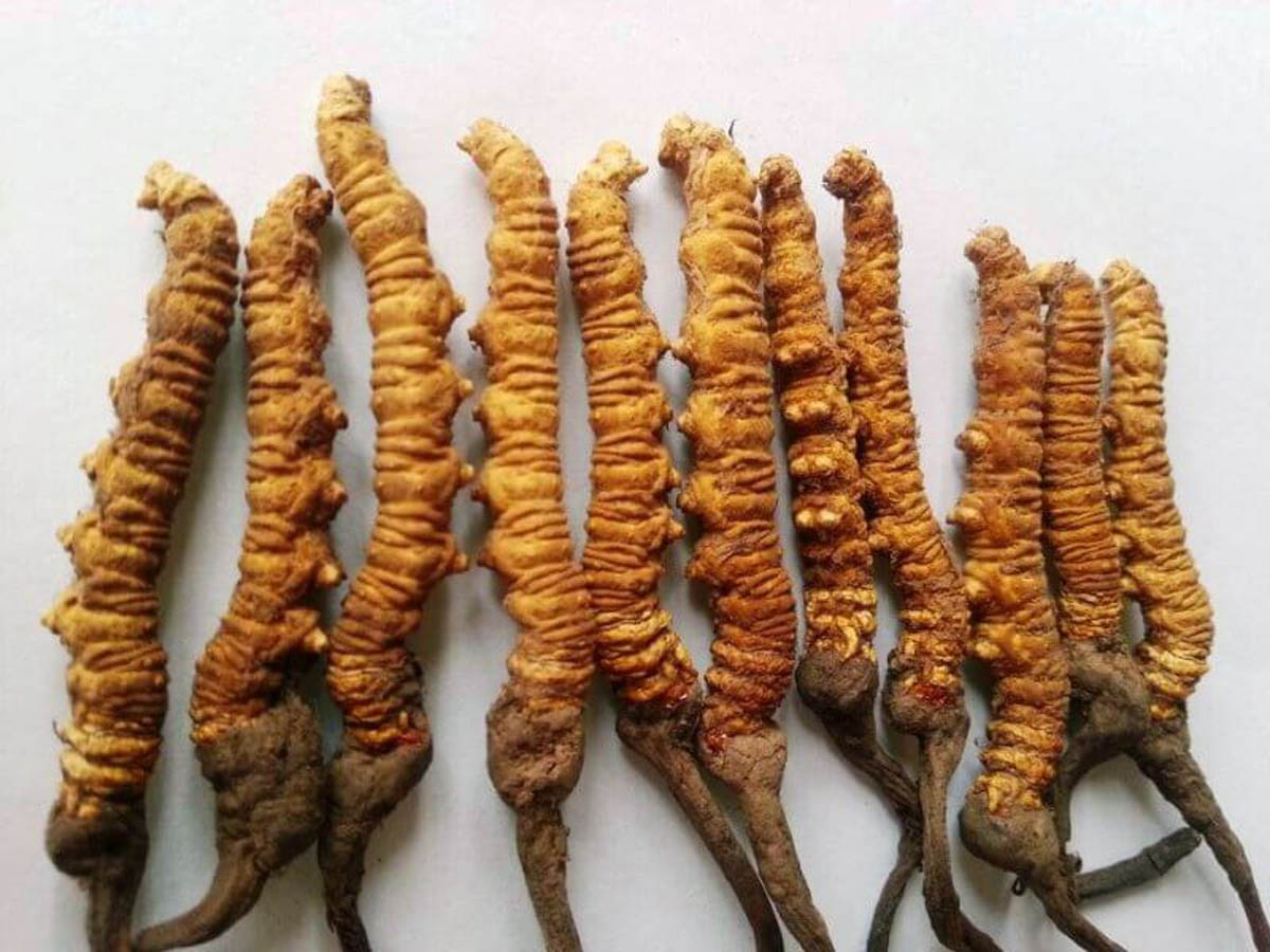 अर्थ सङ्कट टार्न यार्सागुम्बा सङ्कलन खुला