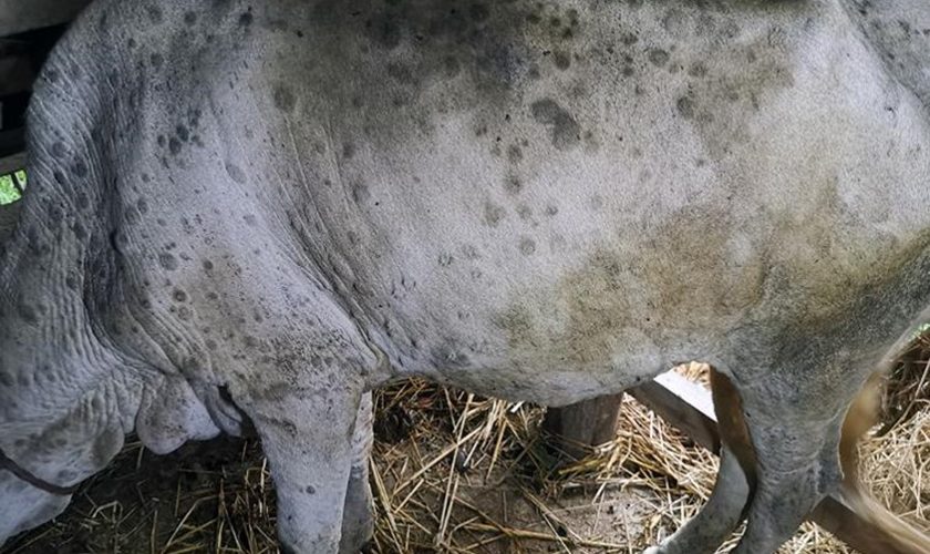 पशुलाई लम्पी स्किन रोगबाट बचाउन खोप लगाउन विज्ञको सुझाव