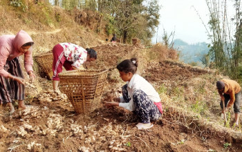 चालू वर्षको पहिलो चार महिनाः कृषिजन्य वस्तुको निकासी र आम्दानी घट्यो