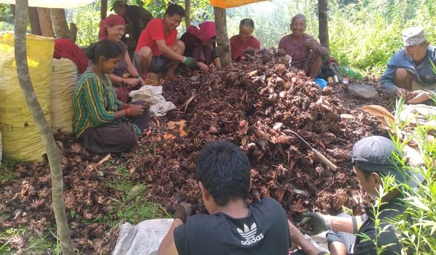 लमजुङका किसानलाई अलैंची टिप्न भ्याइनभ्याई