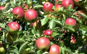 ९४ हजार स्याउका बिरुवाको बीमा : क्षतिपूर्ति पाउँदा  किसान खुशी