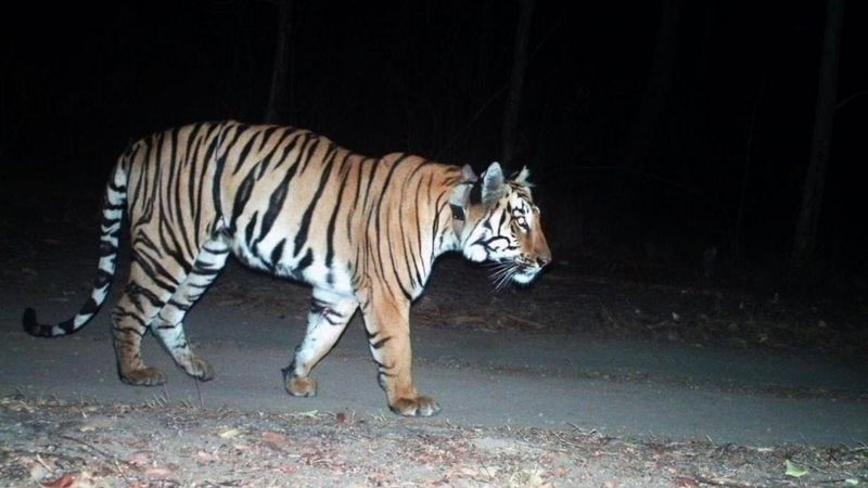 बाघ ।