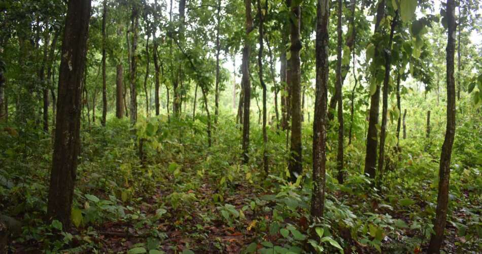 वैज्ञानिक वन कार्यविधि खारेज गर्ने निर्णयको स्वागत