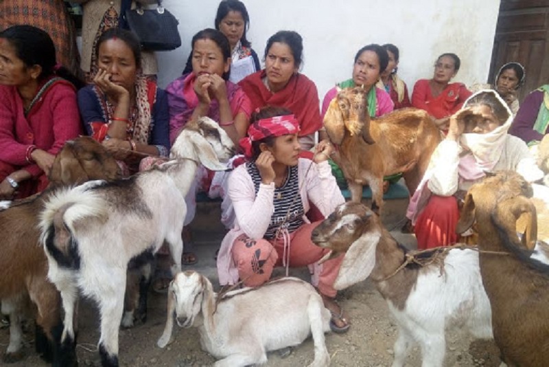 पहिरो प्रभावित दलित परिवारलाई बाख्रा वितरण 