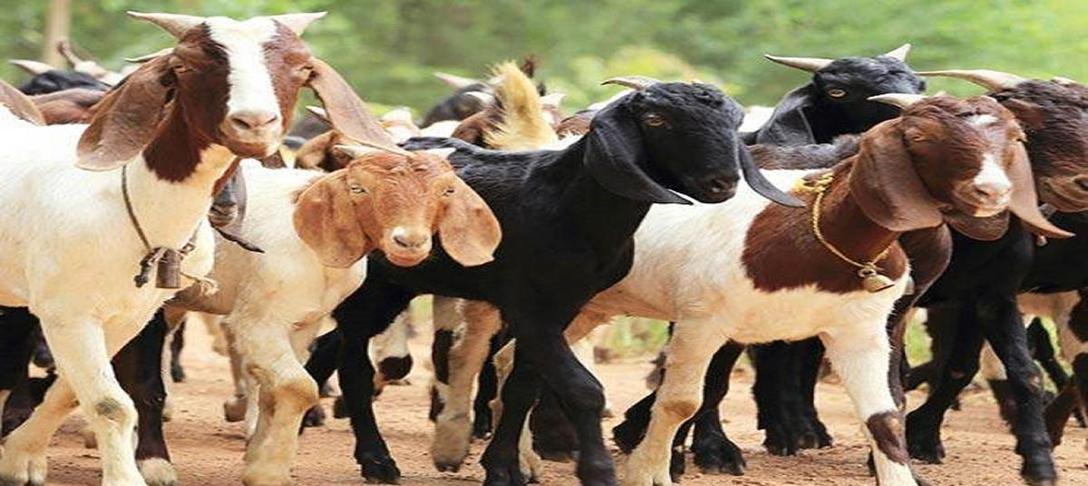 बाख्रापालनबाट आम्दानी गर्दै देउखुरीका किसान