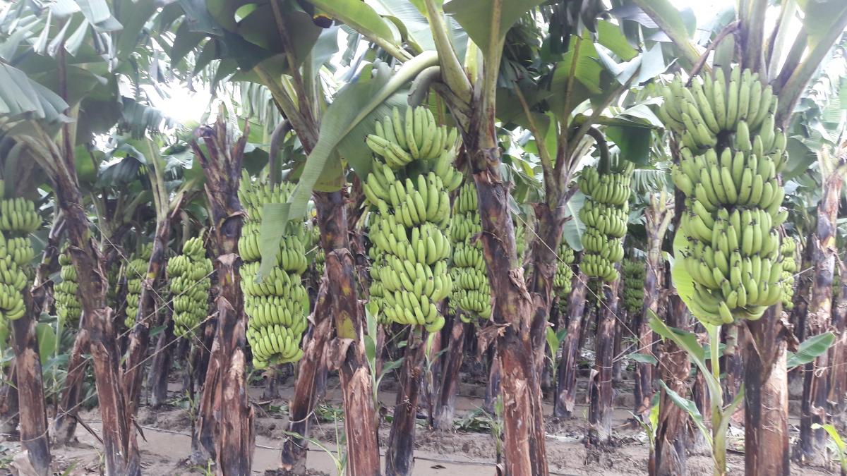 केरा खेतीबाटै मनग्य आम्दानी