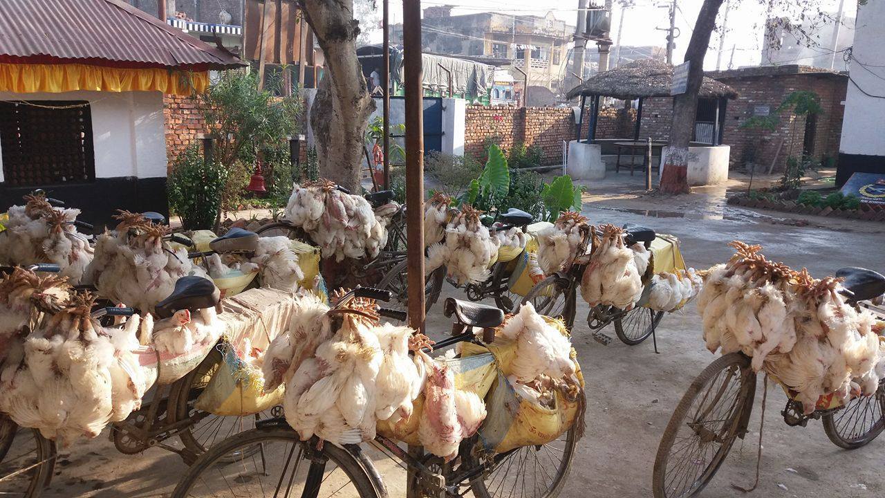 अवैध कुखुरा आयात रोक्न गृह मन्त्रालयको निर्देशन