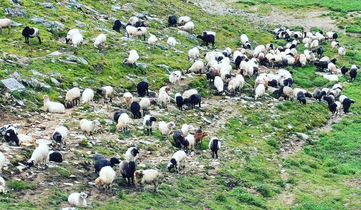 युवा विदेश पलायन हुँदा भेडापालन पेसा सङ्कटमा