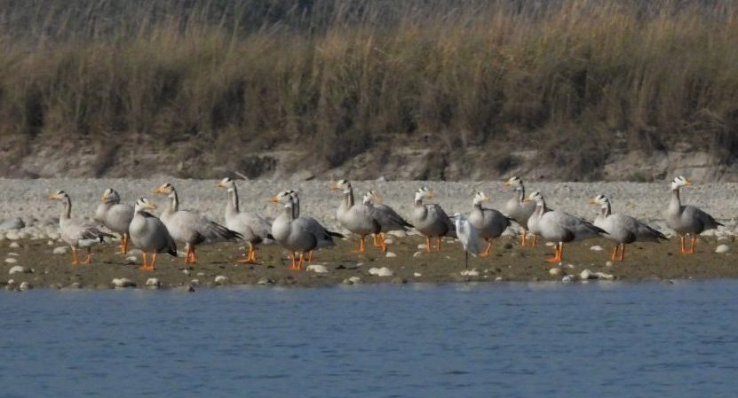 नवलपुरमा यस वर्ष ४३ प्रजातिका चरा देखा परे