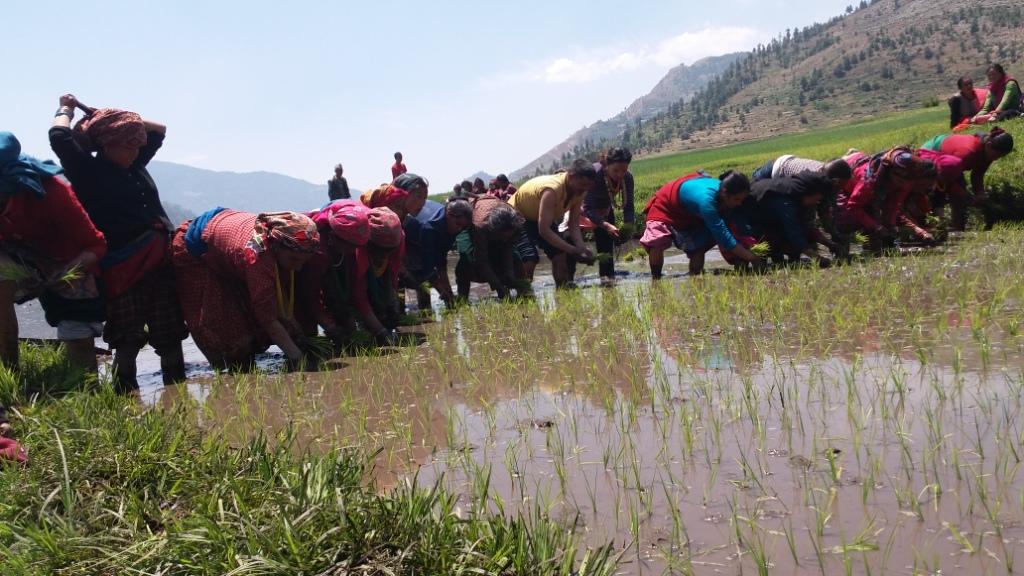 मार्सी धान फलाउने छुमचौर पर्यटकीय गन्तव्यको सूचीमा