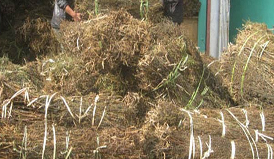 चिराइतोको मूल्य बढेपछि  किसान हर्षित