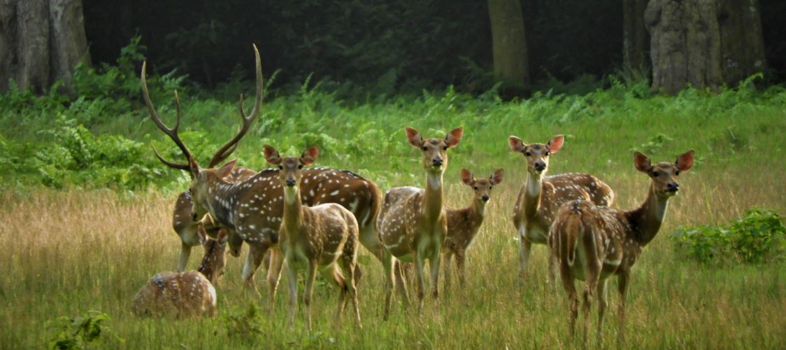 महामारीले चितवनमा घटे आधा पर्यटक