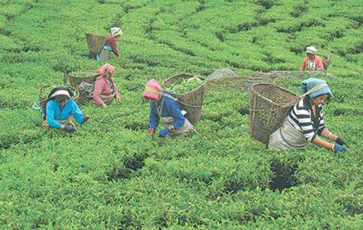 नेपाली चिया अन्तर्राष्ट्रिय बजारमा लोकप्रिय बन्दै