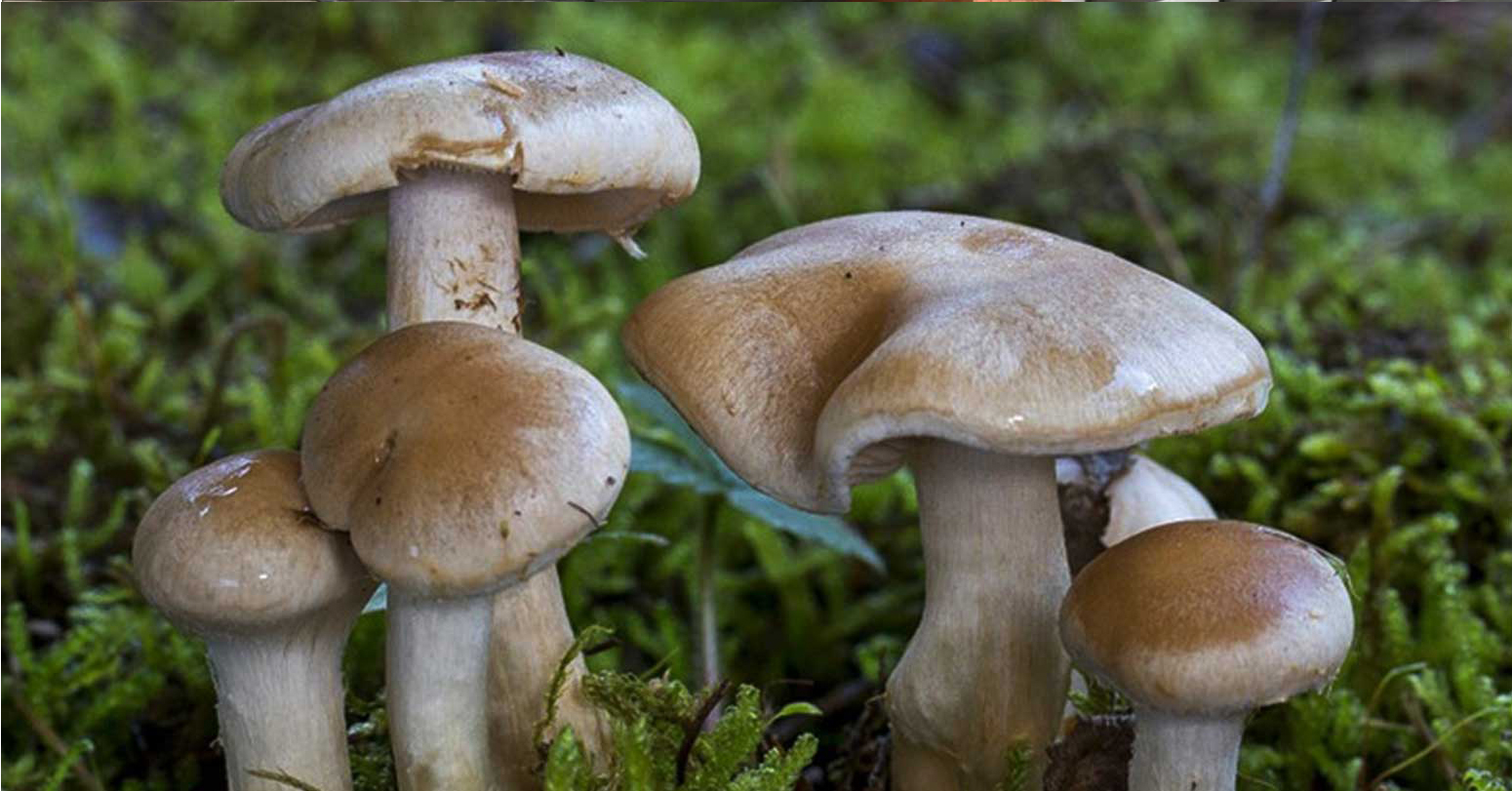 जंगली च्याउ खाँदा आमा छोरीको मृत्यु, बुवा गम्भीर बिरामी 