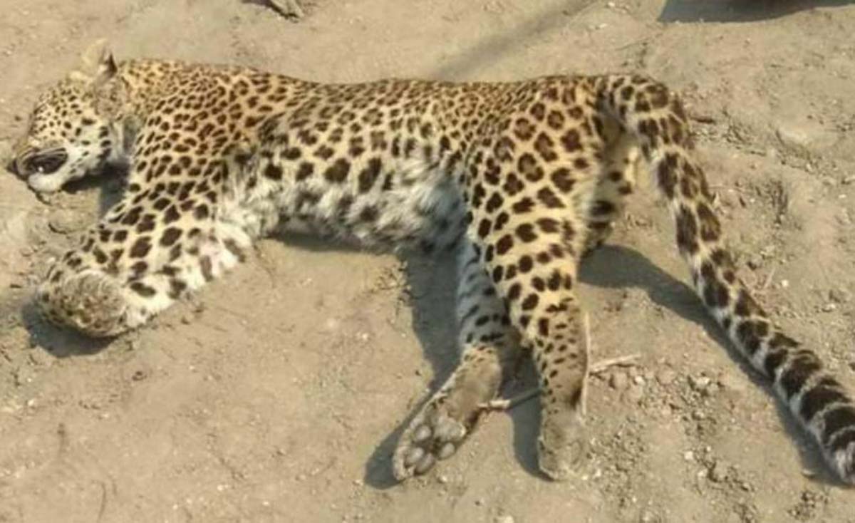 सवारीको ठक्करबाट चितुवा मर्‍याे