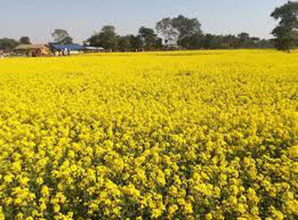 दाङमा तोरी उत्पादनमा वृद्धि