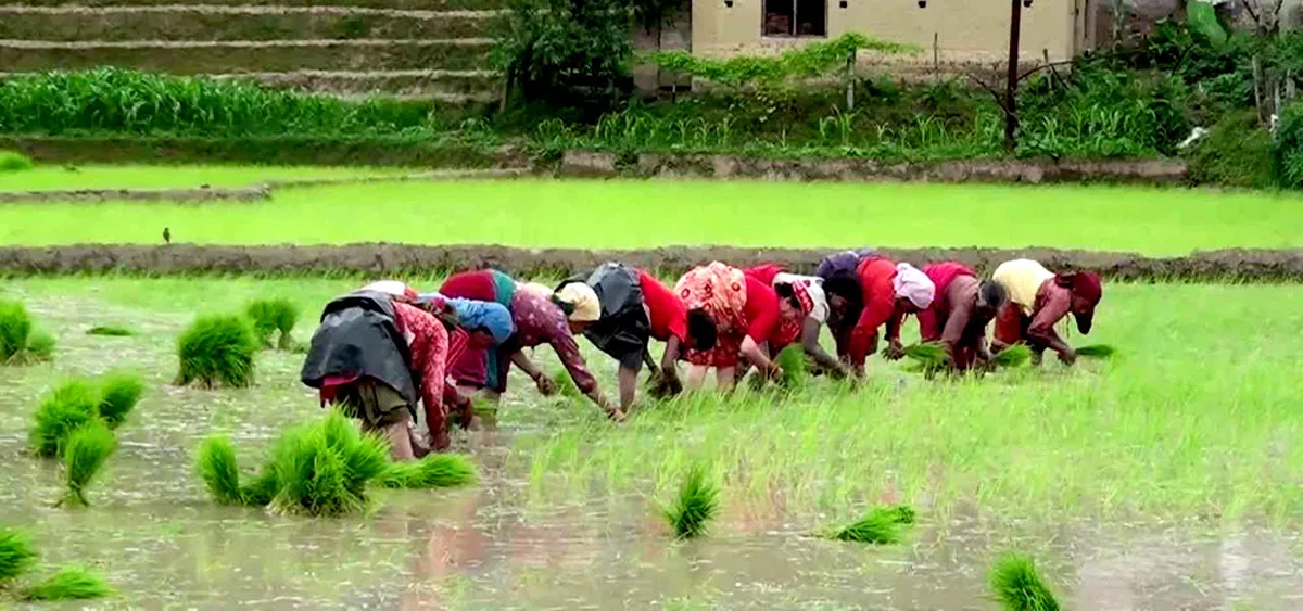 92 percent paddy transplantation in Chitwan