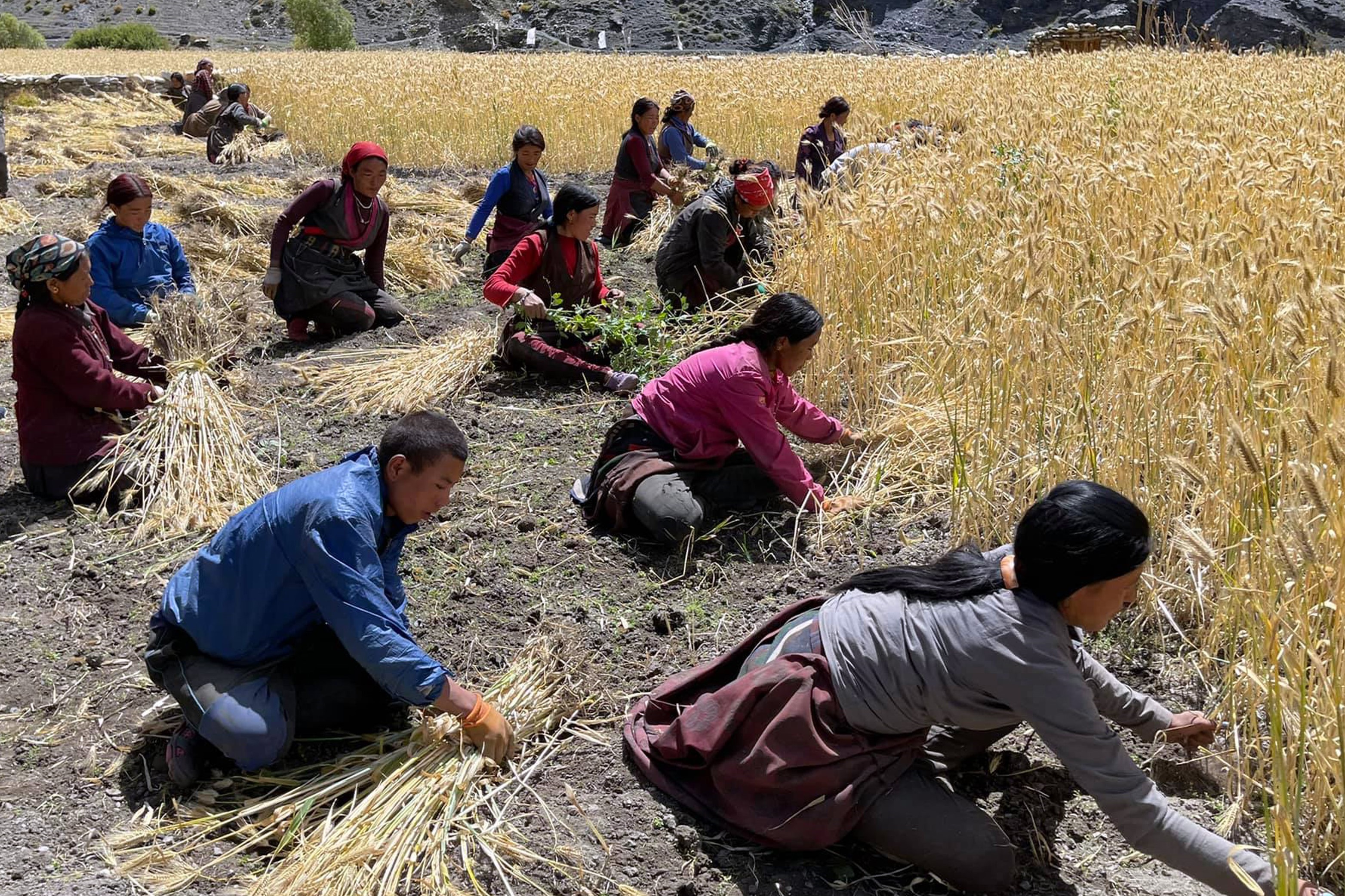 बाली भित्र्याउँदै उपल्लो डोल्पाका किसान 