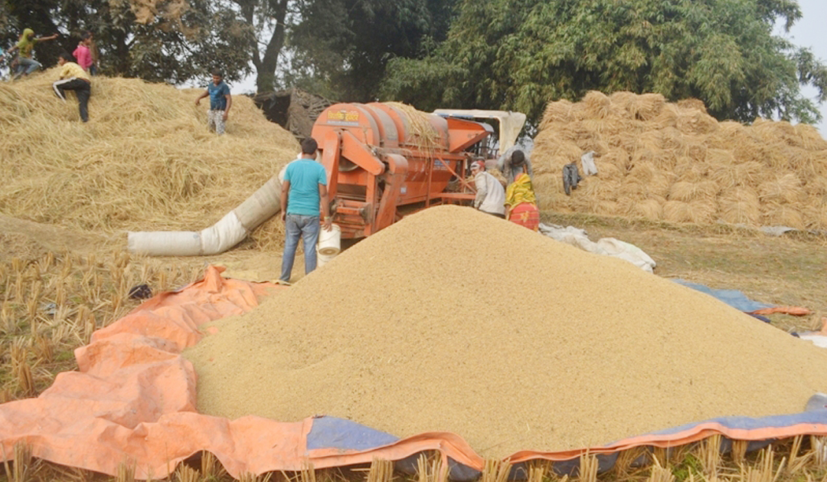धान उत्पादन बढ्यो, खेती हुने जमिन घट्यो  