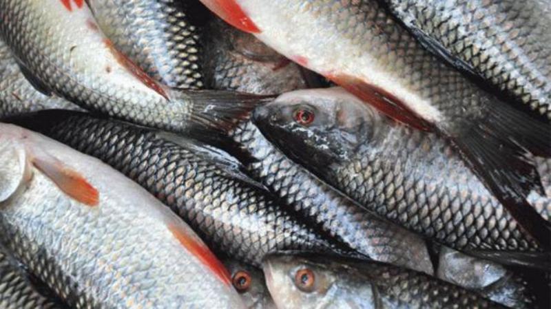 Trout  fish produced in Rasuwa reach Darchula