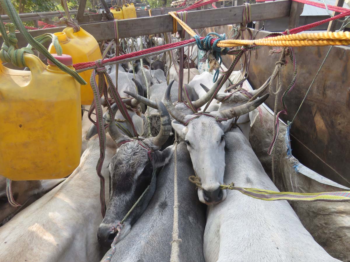 अवैध रुपमा ओसारपसार गरेका १२१ वटा गोरु बुटवलबाट नियन्त्रणमा