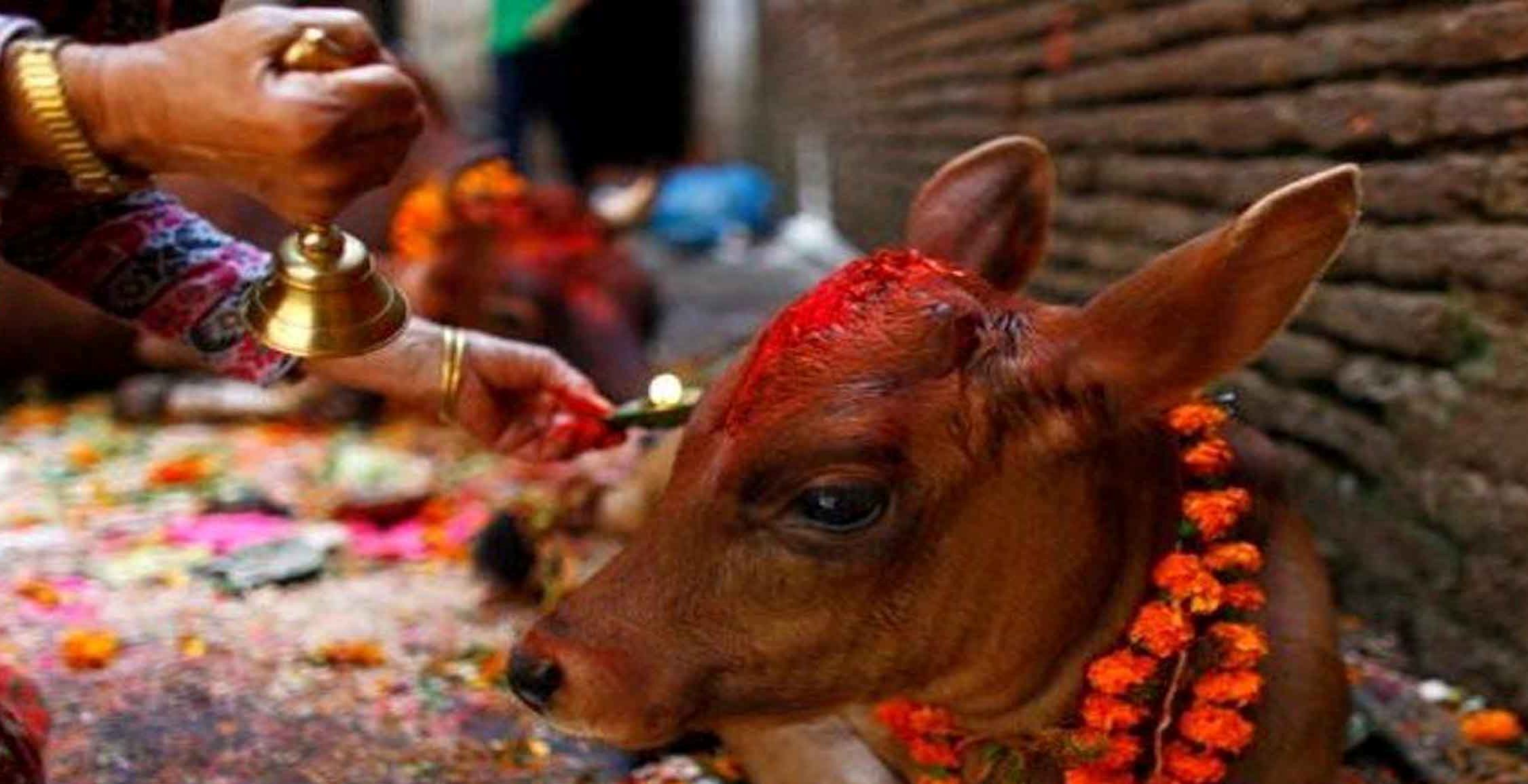 आज गोवर्द्धन, बलि, गोरु र हली पूजा