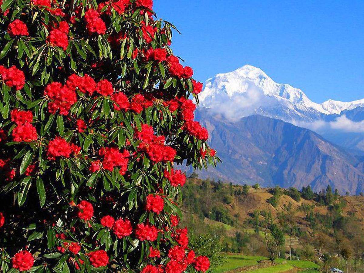 गुराँसको जङ्गलभित्र घोडा र साइकल मार्ग