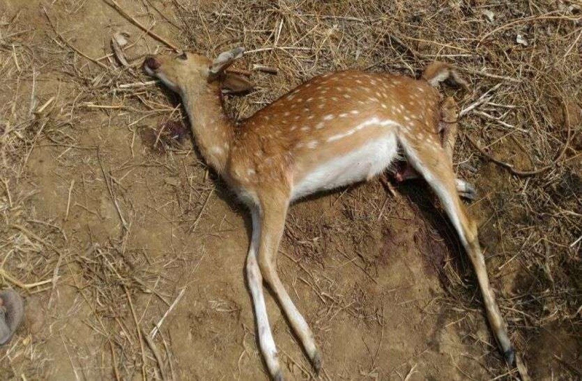 प्रतिकात्मक तस्वीर