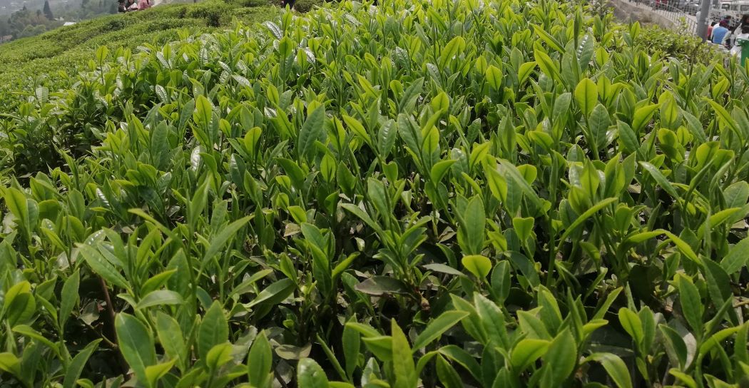 नेपालमै पहिलो पटक चिया प्रविधि पढाइको तयारी