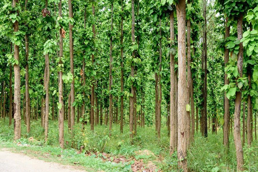 कपिलवस्तुको वनमा मानव कङ्काल फेला