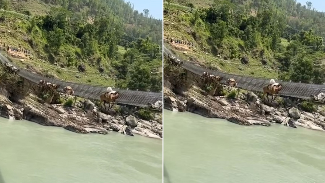 कर्णाली नदीमाथिको पुलको लठ्ठा चुँडिदा अड्किए १३ खच्चड 