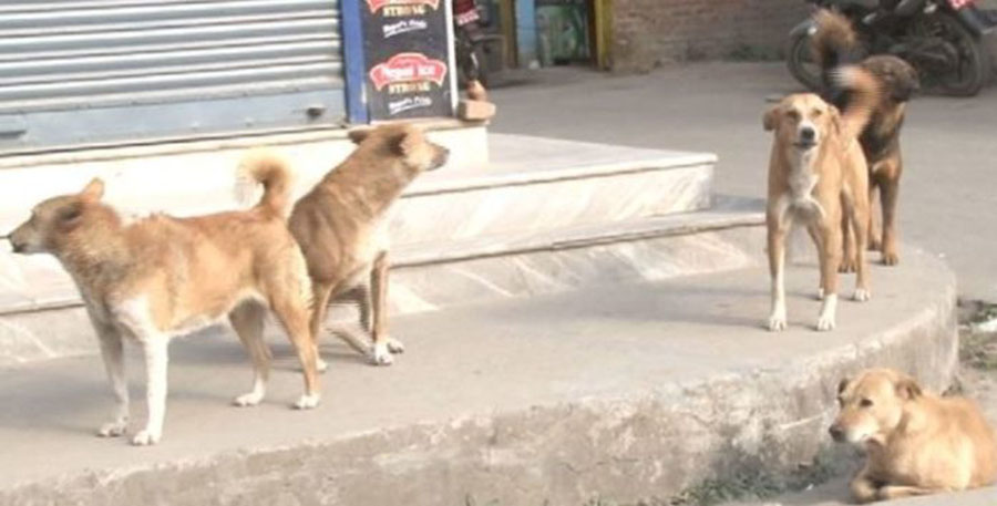 सडकमा भुस्याहा कुकुर आतङ्क
