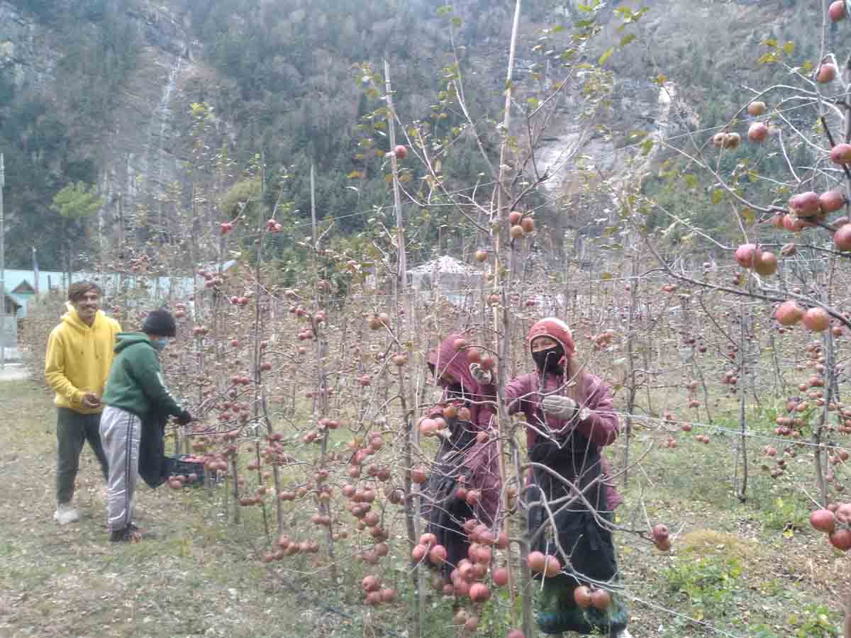 मनाङमा स्याउ उत्पादन १० प्रतिशतले वृद्धि हुने