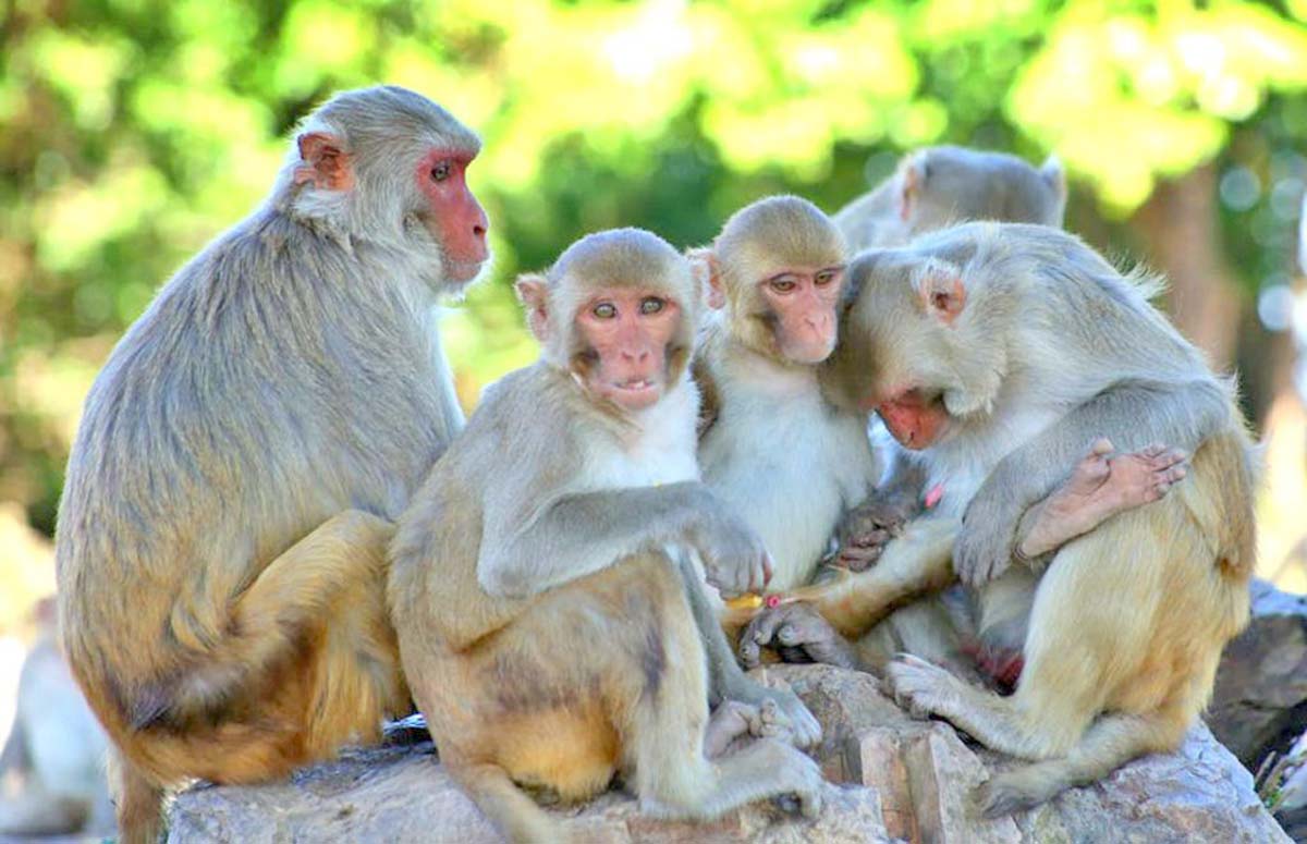 Monkeys terrorize villagers in Rolpa