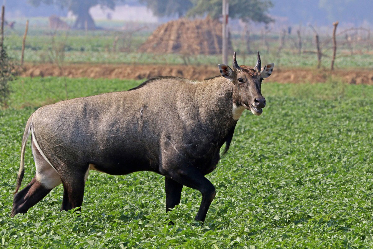 गाडीको ठक्करबाट निलगाईको मृत्यु