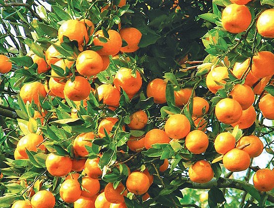 orange.jpeg