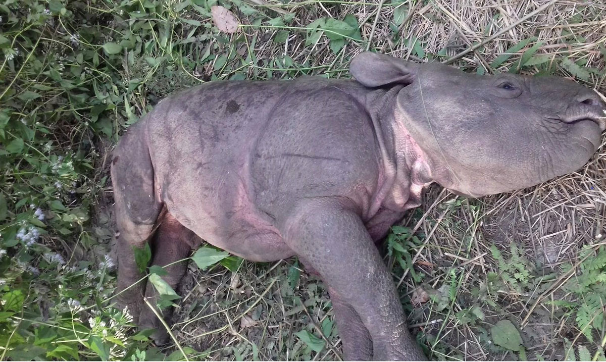 Two rhinos including one calf found dead in CNP