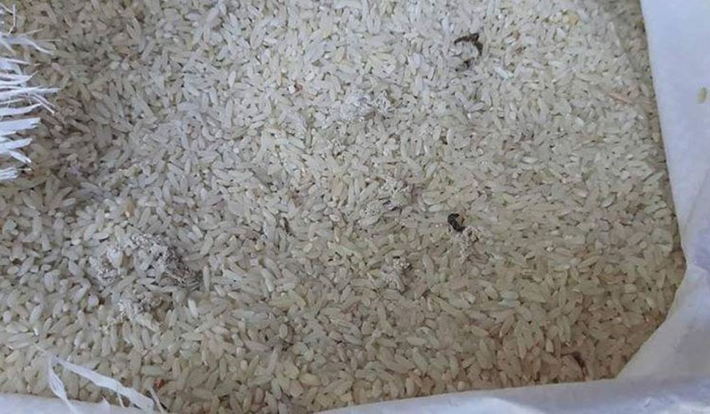 कुहिएको चामल खान बाध्य छन् हुम्ली