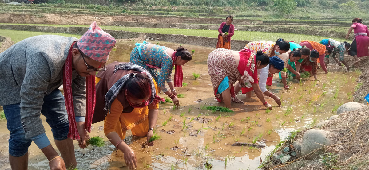 कृषकलाई चैते धान रोप्न चटारो