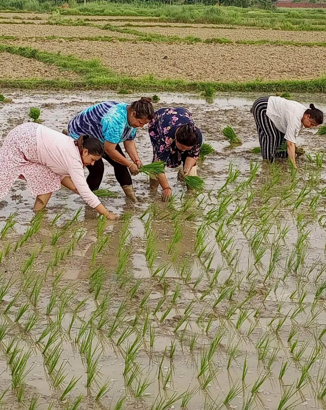 आज धान दिवस : मानो रोपेर मुरी उब्जाउने दिन