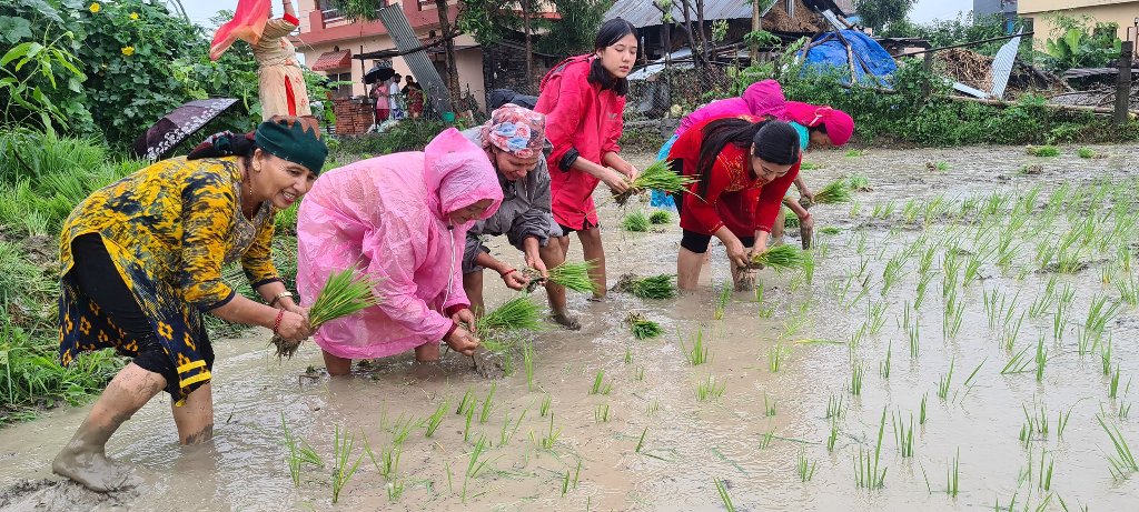 साउन दोस्रो सातासम्म ७७ प्रतिशत धान रोपाइँ