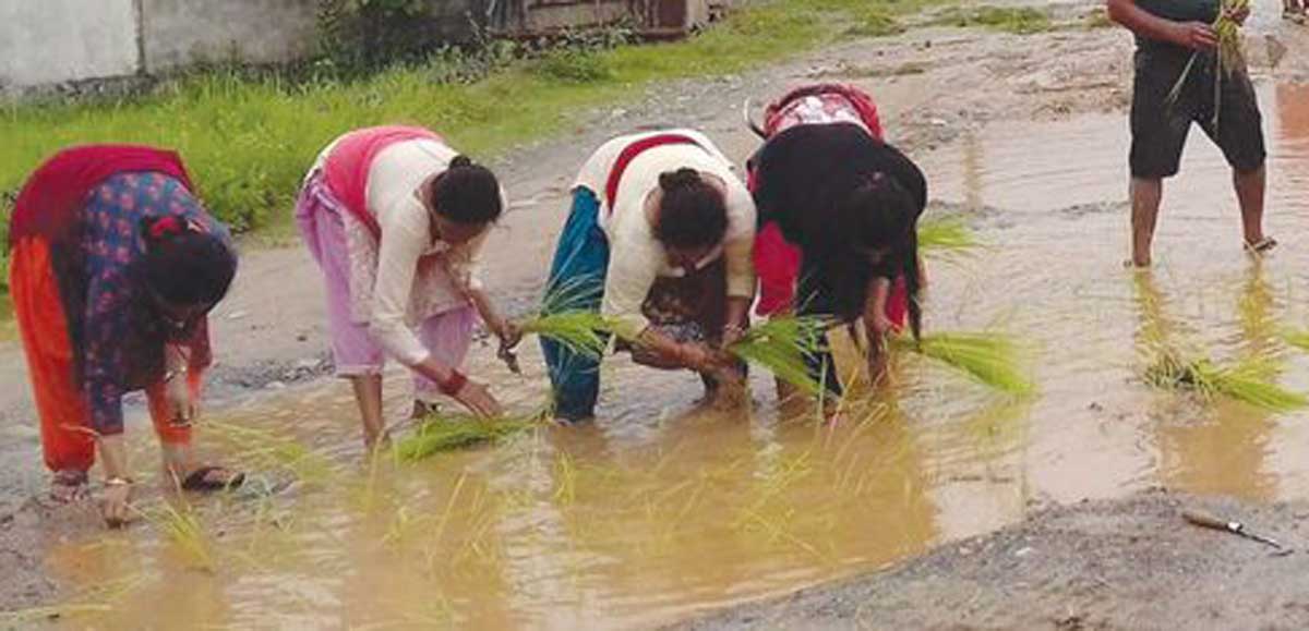 सडकमै धान रोपाइँ  
