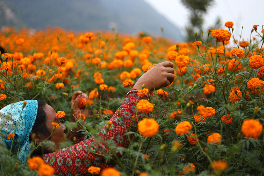 सयपत्रीमा आत्मनिर्भर तर कारोबार घट्यो 
