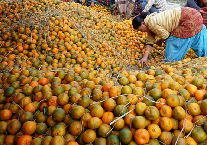 सुन्तलाको उत्पादन बढ्यो, घट्यो बजार 
