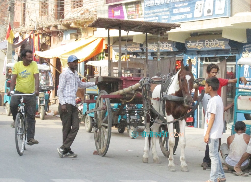 टाँगा सञ्चालन गर्न नपाउँदा व्यवसायी मर्कामा