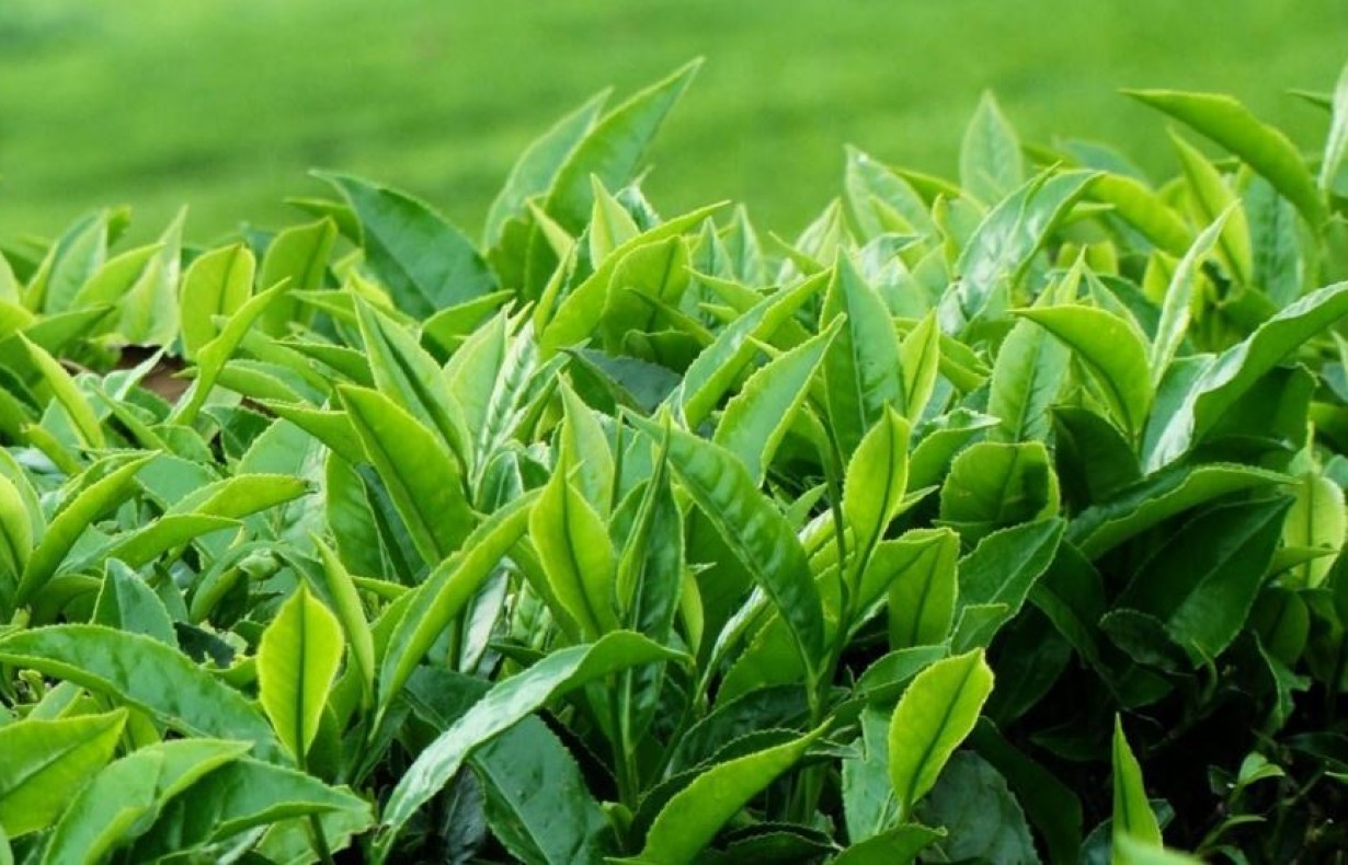 चिया र अलैँची अनुसन्धान केन्द्रको काम अघि बढ्यो