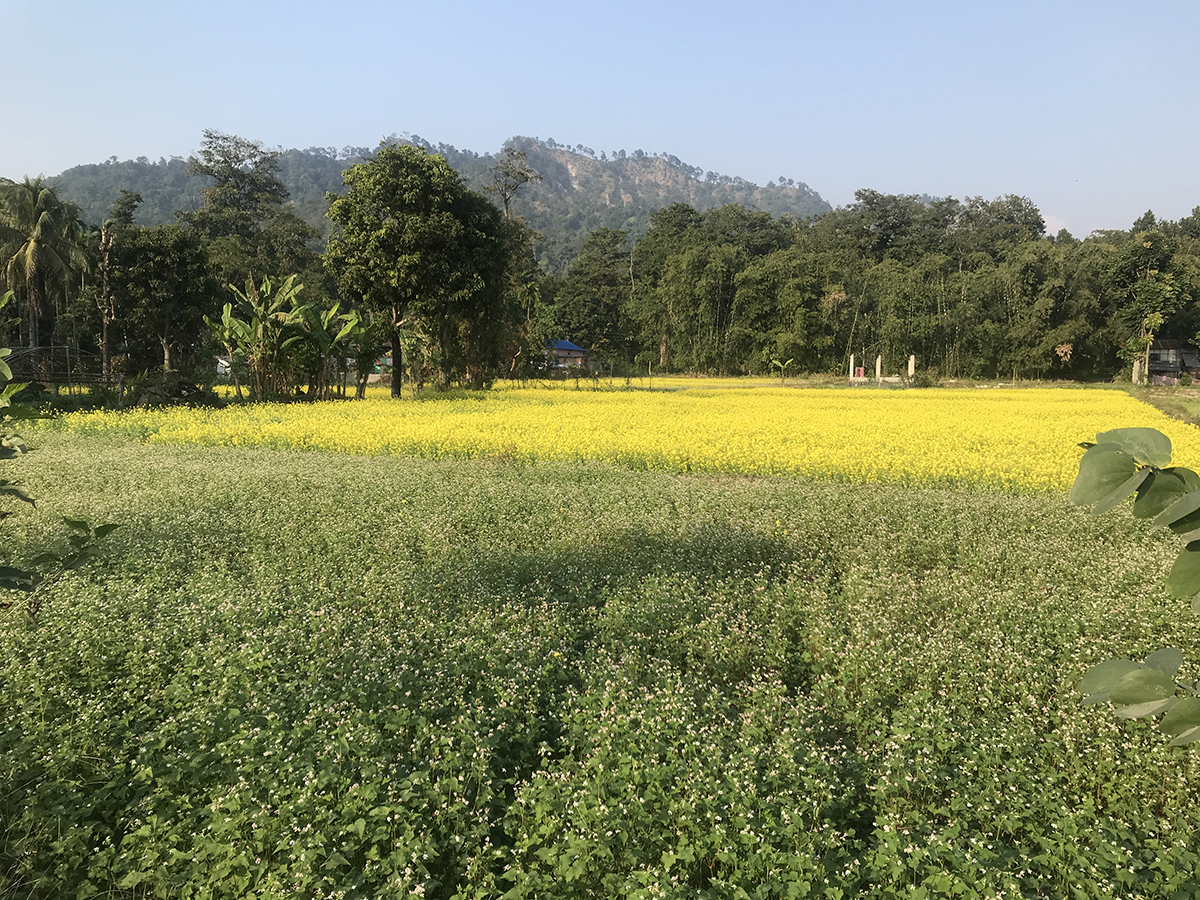 झापामा तोरी खेतीमा अकर्षण बढ्दो 