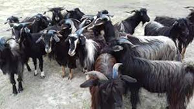 भेडा च्याङ्ग्राको मूल्यवृद्धि